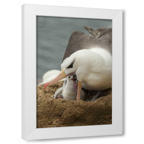 Saunders Island Black-browed albatross and chick White Modern Wood Framed Art Print by Illg, Cathy and Gordon