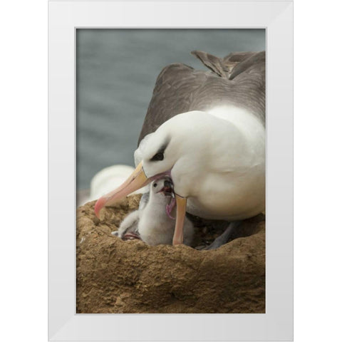 Saunders Island Black-browed albatross and chick White Modern Wood Framed Art Print by Illg, Cathy and Gordon