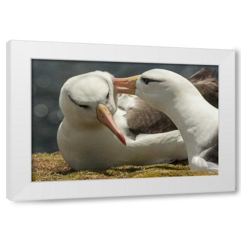Saunders Island Black-browed albatross courtship White Modern Wood Framed Art Print by Illg, Cathy and Gordon