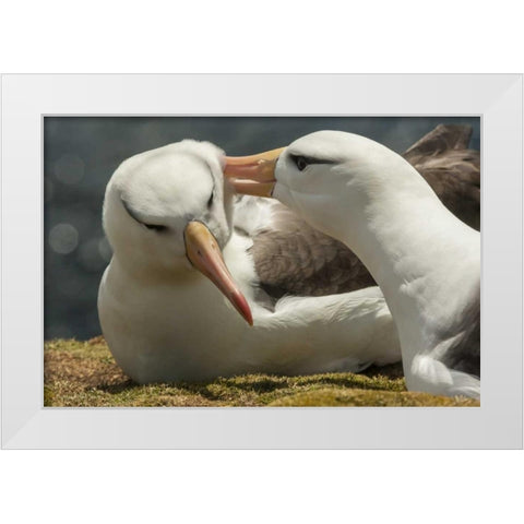 Saunders Island Black-browed albatross courtship White Modern Wood Framed Art Print by Illg, Cathy and Gordon