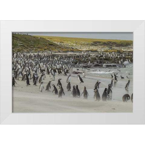 Bleaker Island Magellanic and Gentoo penguins White Modern Wood Framed Art Print by Illg, Cathy and Gordon