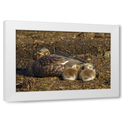 Bleaker Island Steamer duck and chicks White Modern Wood Framed Art Print by Illg, Cathy and Gordon