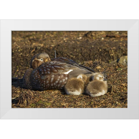Bleaker Island Steamer duck and chicks White Modern Wood Framed Art Print by Illg, Cathy and Gordon
