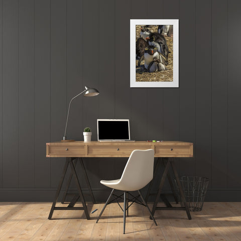 Bleaker Island Rockhopper penguin family White Modern Wood Framed Art Print by Illg, Cathy and Gordon