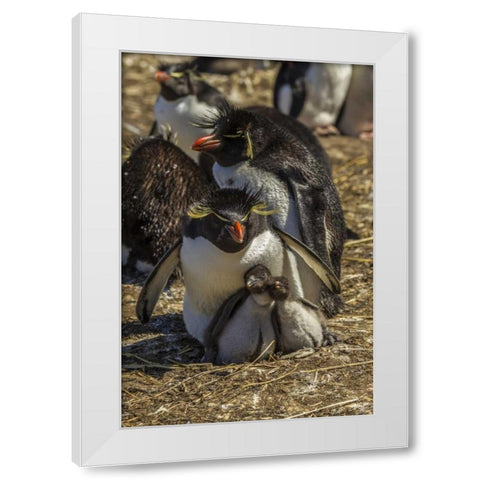 Bleaker Island Rockhopper penguin family White Modern Wood Framed Art Print by Illg, Cathy and Gordon