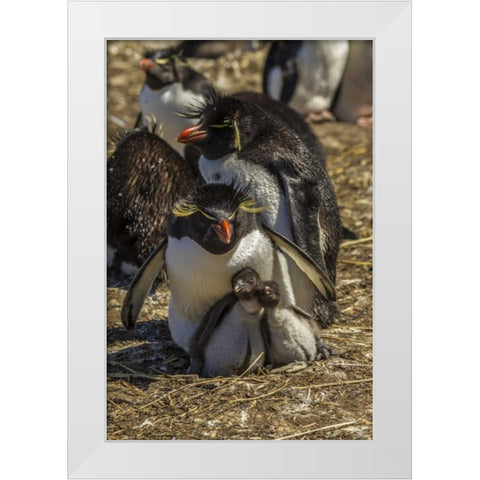 Bleaker Island Rockhopper penguin family White Modern Wood Framed Art Print by Illg, Cathy and Gordon