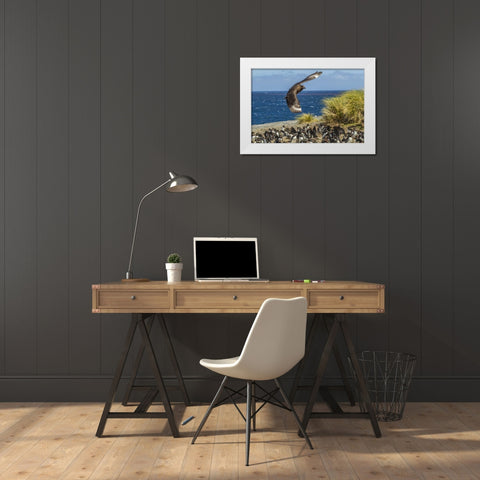 Bleaker Island Falkland skua over penguin colony White Modern Wood Framed Art Print by Illg, Cathy and Gordon