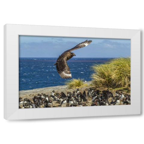 Bleaker Island Falkland skua over penguin colony White Modern Wood Framed Art Print by Illg, Cathy and Gordon