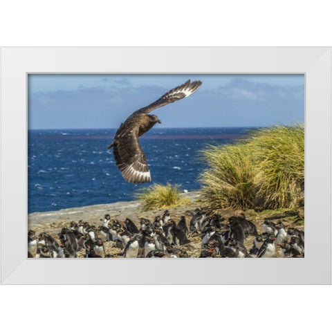 Bleaker Island Falkland skua over penguin colony White Modern Wood Framed Art Print by Illg, Cathy and Gordon
