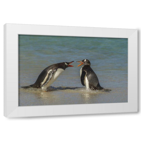 Bleaker Island Gentoo penguins arguing White Modern Wood Framed Art Print by Illg, Cathy and Gordon