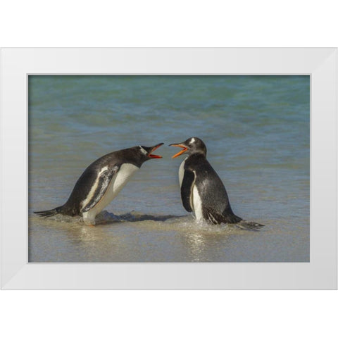 Bleaker Island Gentoo penguins arguing White Modern Wood Framed Art Print by Illg, Cathy and Gordon