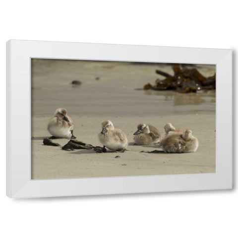 Carcass Island Steamer duck ducklings on beach White Modern Wood Framed Art Print by Illg, Cathy and Gordon