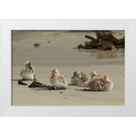 Carcass Island Steamer duck ducklings on beach White Modern Wood Framed Art Print by Illg, Cathy and Gordon