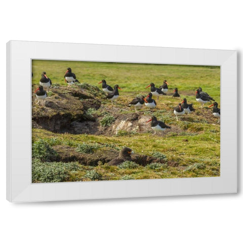Carcass Island Magellanic oystercatchers on edge White Modern Wood Framed Art Print by Illg, Cathy and Gordon