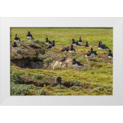 Carcass Island Magellanic oystercatchers on edge White Modern Wood Framed Art Print by Illg, Cathy and Gordon