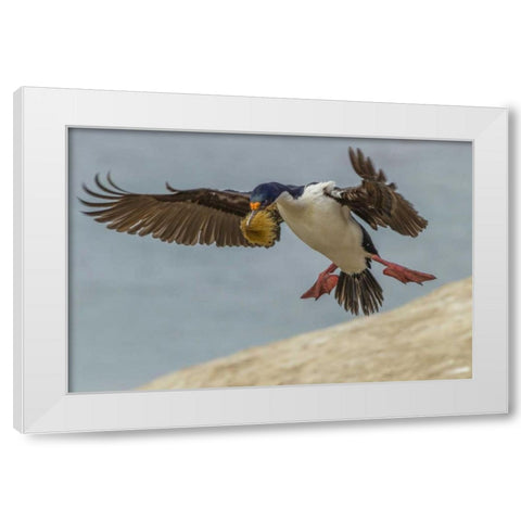 Carcass Island Imperial shag with nest material White Modern Wood Framed Art Print by Illg, Cathy and Gordon