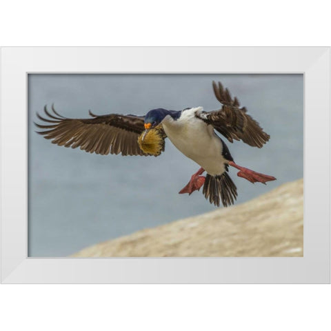 Carcass Island Imperial shag with nest material White Modern Wood Framed Art Print by Illg, Cathy and Gordon