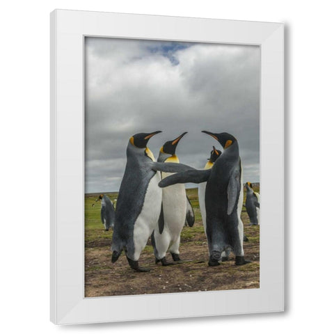 Falkland Islands, Volunteer Point King penguins White Modern Wood Framed Art Print by Illg, Cathy and Gordon