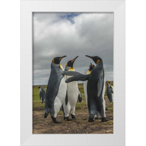 Falkland Islands, Volunteer Point King penguins White Modern Wood Framed Art Print by Illg, Cathy and Gordon