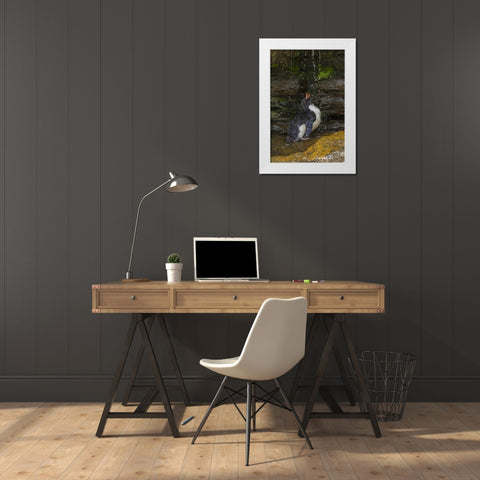 Saunders Island Rockhopper penguin bathing White Modern Wood Framed Art Print by Illg, Cathy and Gordon