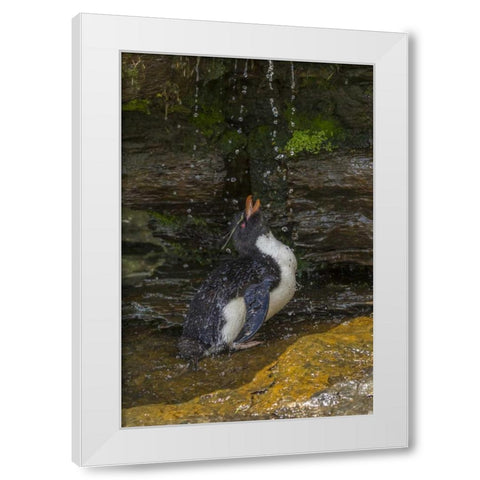 Saunders Island Rockhopper penguin bathing White Modern Wood Framed Art Print by Illg, Cathy and Gordon