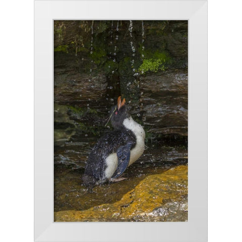Saunders Island Rockhopper penguin bathing White Modern Wood Framed Art Print by Illg, Cathy and Gordon