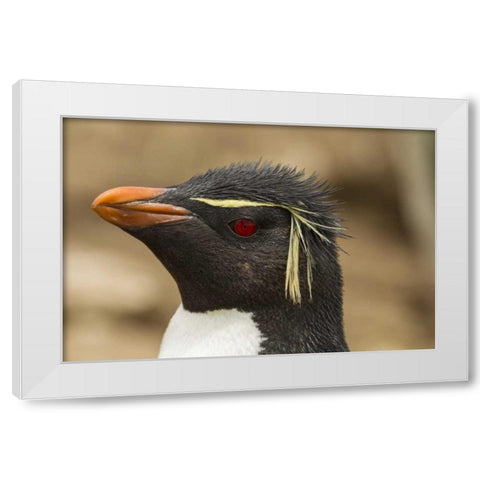 Saunders Island Rockhopper penguin portrait White Modern Wood Framed Art Print by Illg, Cathy and Gordon