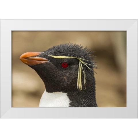 Saunders Island Rockhopper penguin portrait White Modern Wood Framed Art Print by Illg, Cathy and Gordon