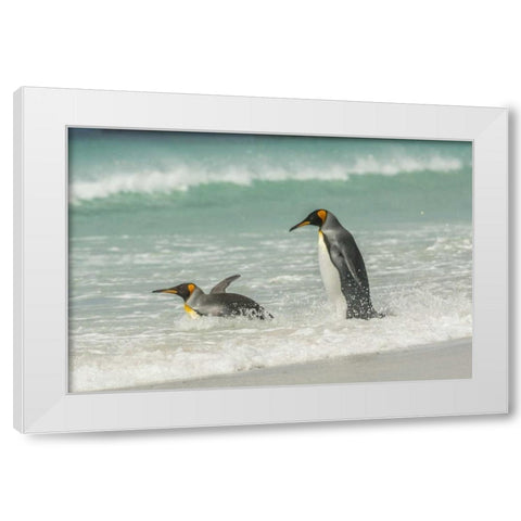 East Falkland King penguins in beach surf White Modern Wood Framed Art Print by Illg, Cathy and Gordon