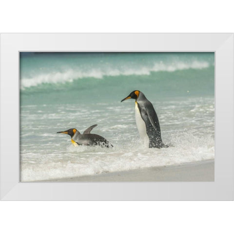 East Falkland King penguins in beach surf White Modern Wood Framed Art Print by Illg, Cathy and Gordon