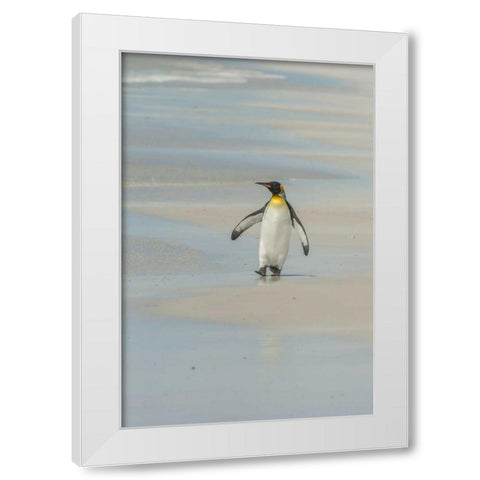 East Falkland King penguin walking on beach White Modern Wood Framed Art Print by Illg, Cathy and Gordon