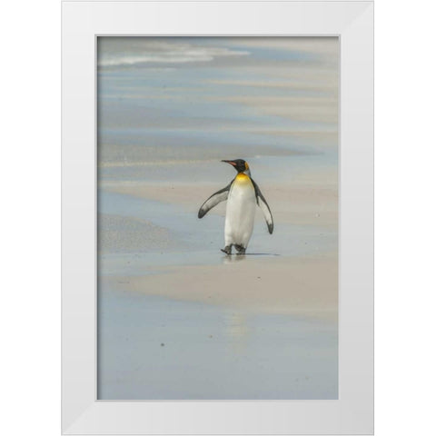 East Falkland King penguin walking on beach White Modern Wood Framed Art Print by Illg, Cathy and Gordon