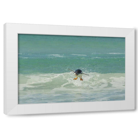 East Falkland Gentoo penguin leaping in surf White Modern Wood Framed Art Print by Illg, Cathy and Gordon