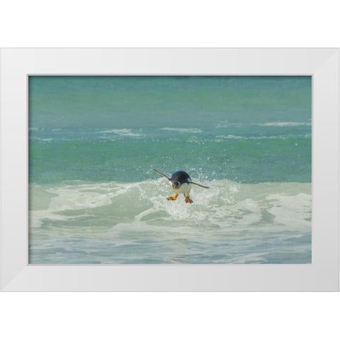 East Falkland Gentoo penguin leaping in surf White Modern Wood Framed Art Print by Illg, Cathy and Gordon