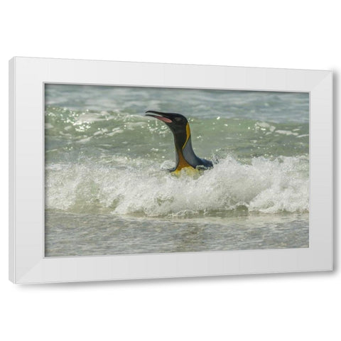 East Falkland King penguin in surf White Modern Wood Framed Art Print by Illg, Cathy and Gordon