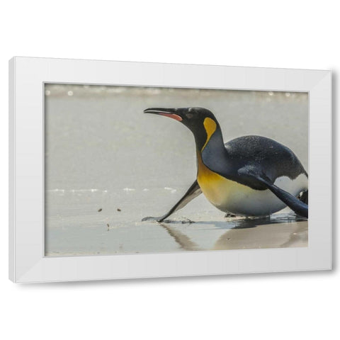 East Falkland King penguin on beach White Modern Wood Framed Art Print by Illg, Cathy and Gordon