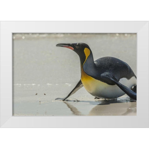 East Falkland King penguin on beach White Modern Wood Framed Art Print by Illg, Cathy and Gordon