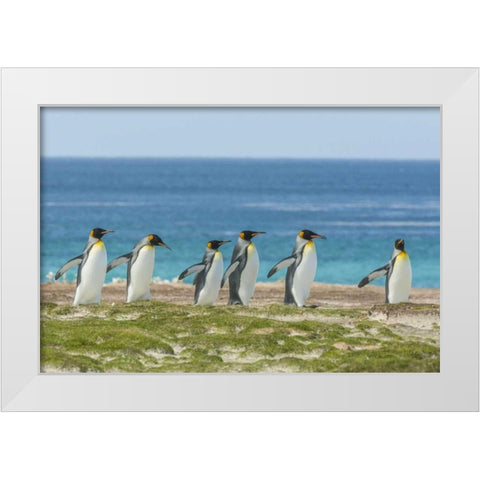 East Falkland King penguins walking White Modern Wood Framed Art Print by Illg, Cathy and Gordon