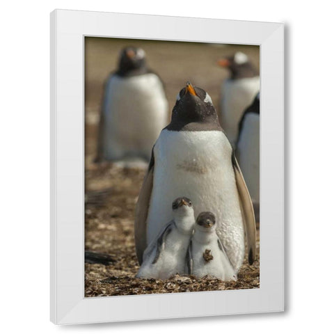 East Falkland Gentoo penguin chicks and parent White Modern Wood Framed Art Print by Illg, Cathy and Gordon