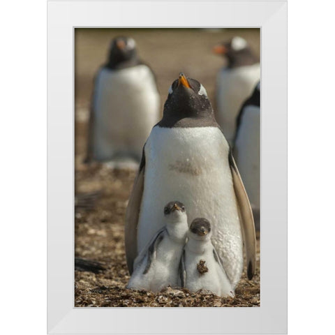 East Falkland Gentoo penguin chicks and parent White Modern Wood Framed Art Print by Illg, Cathy and Gordon