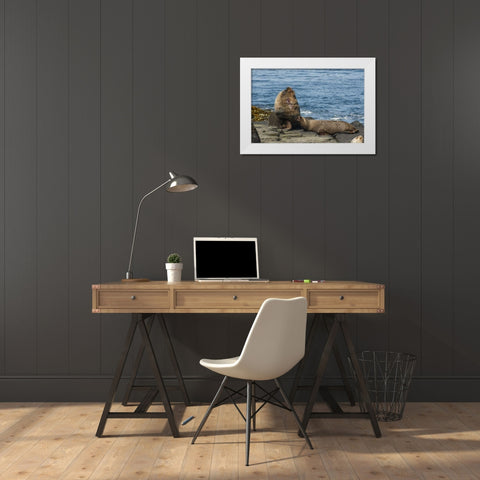 Bleaker Island Southern sea lions near water White Modern Wood Framed Art Print by Illg, Cathy and Gordon