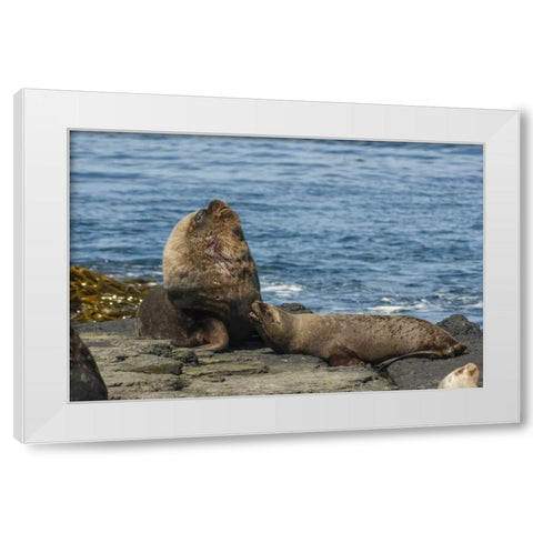 Bleaker Island Southern sea lions near water White Modern Wood Framed Art Print by Illg, Cathy and Gordon