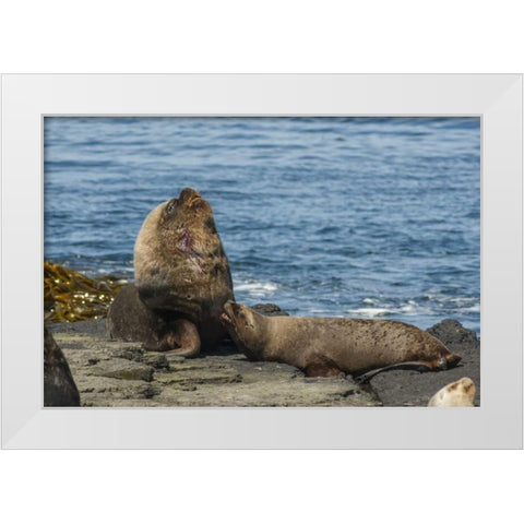 Bleaker Island Southern sea lions near water White Modern Wood Framed Art Print by Illg, Cathy and Gordon