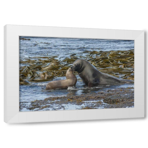 Bleaker Island Southern sea lions near water White Modern Wood Framed Art Print by Illg, Cathy and Gordon