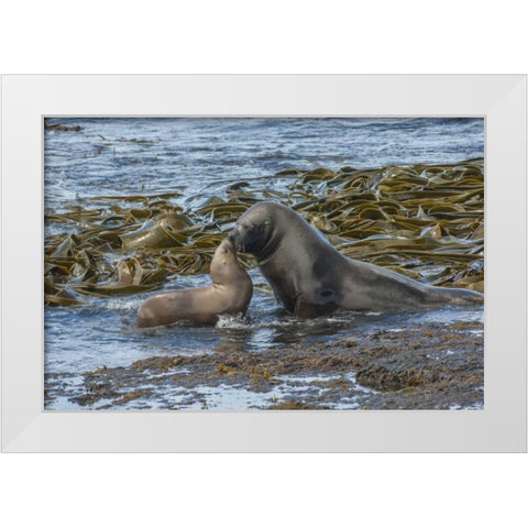 Bleaker Island Southern sea lions near water White Modern Wood Framed Art Print by Illg, Cathy and Gordon