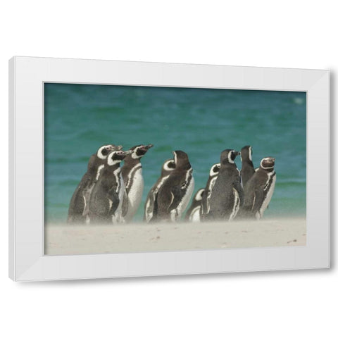 Bleaker Island Gentoo penguins on the beach White Modern Wood Framed Art Print by Illg, Cathy and Gordon