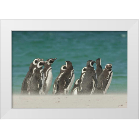 Bleaker Island Gentoo penguins on the beach White Modern Wood Framed Art Print by Illg, Cathy and Gordon