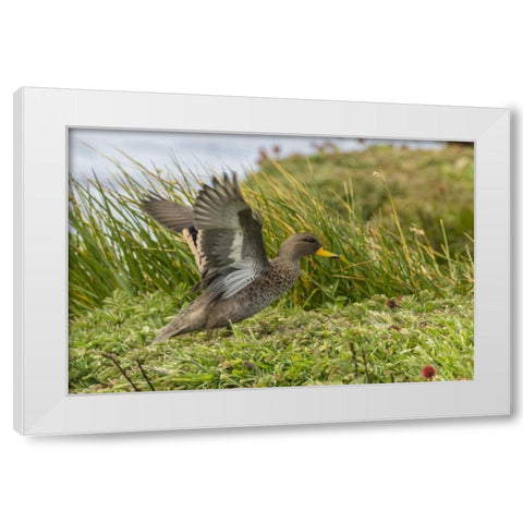 Sea Lion Island Speckled teal duck White Modern Wood Framed Art Print by Illg, Cathy and Gordon