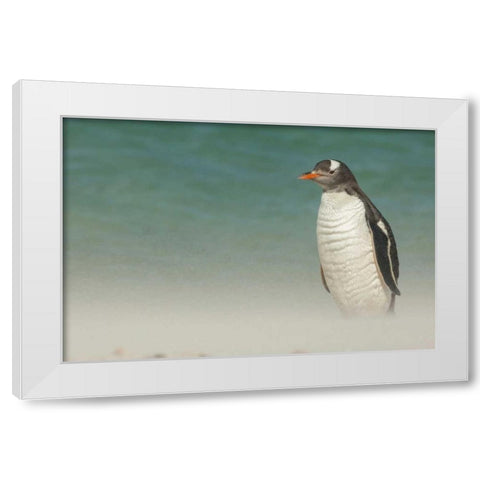 Bleaker Island Gentoo penguin on the beach White Modern Wood Framed Art Print by Illg, Cathy and Gordon
