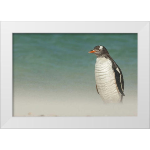 Bleaker Island Gentoo penguin on the beach White Modern Wood Framed Art Print by Illg, Cathy and Gordon